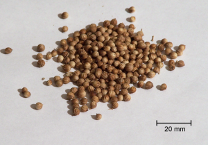 coriander seed