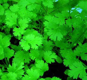 cilantro-leaves